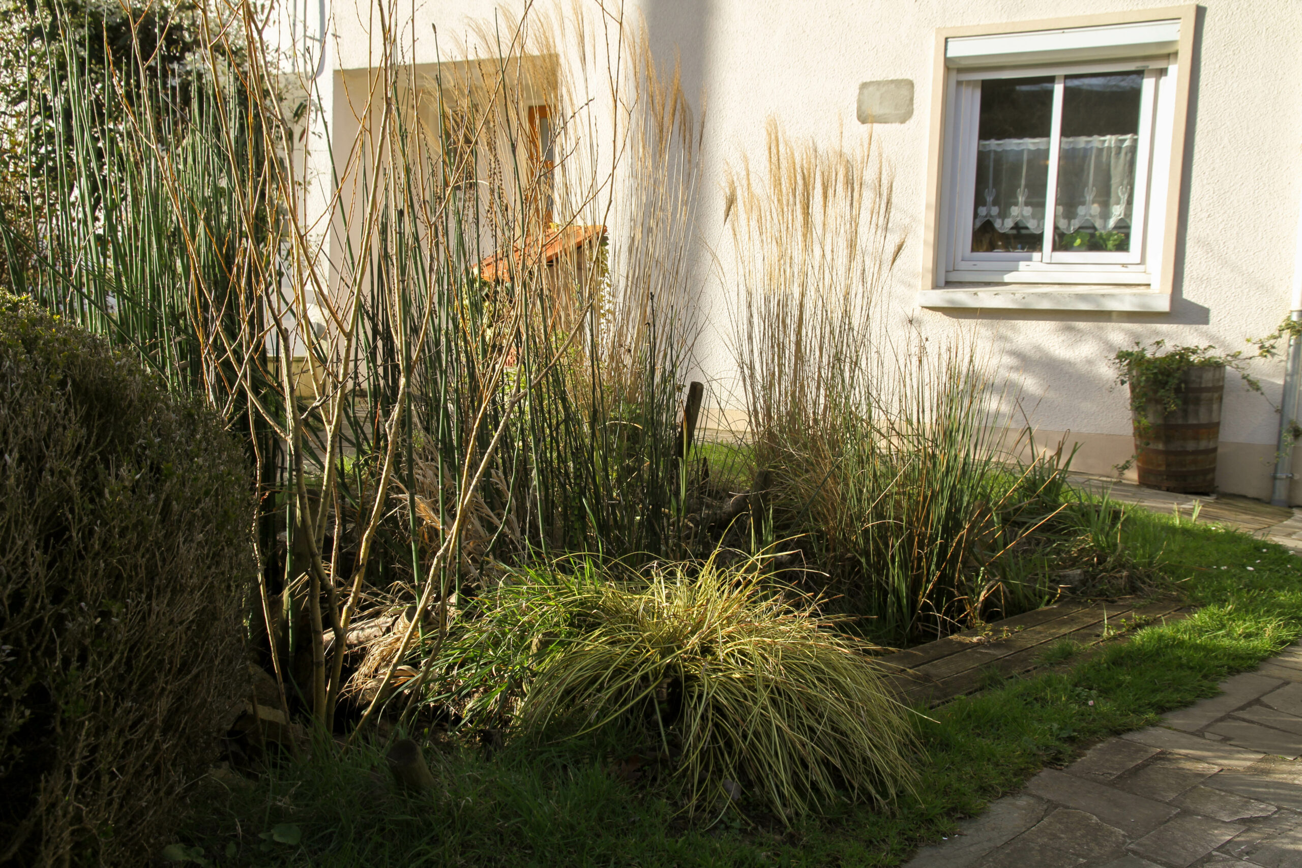 Micro - Jardin de pluie