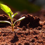 Terreau écologique pour son jardin