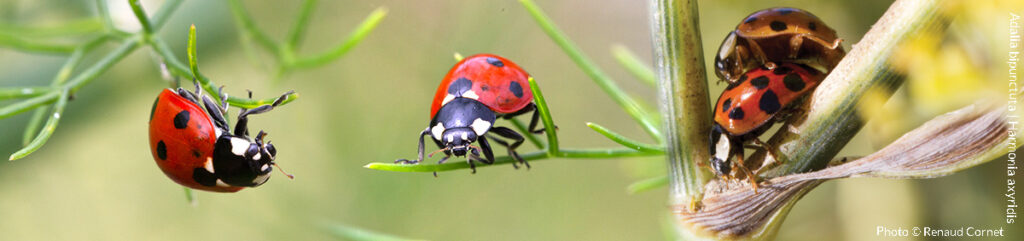 Un auxiliaire au jardin Coccinelle d'ici ou d'Asie