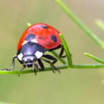 Un auxiliaire au jardin Coccinelle d'ici ou d'Asie