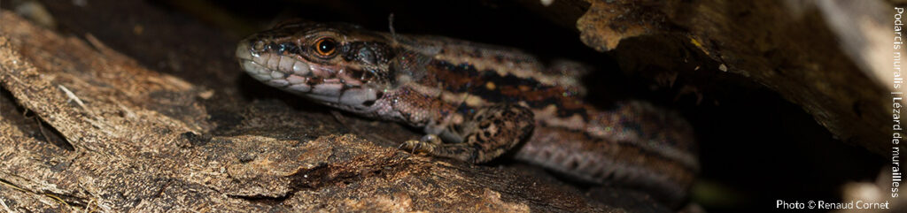 Lézard des murailles | Terrasalica Eco-paysage