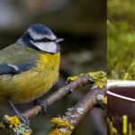 Image d'illustration avec un oiseau et un hérisson en train de manger