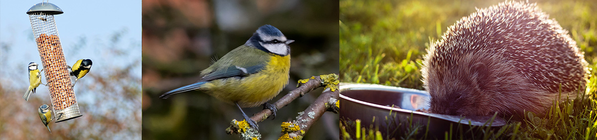 Image d'illustration avec un oiseau et un hérisson en train de manger