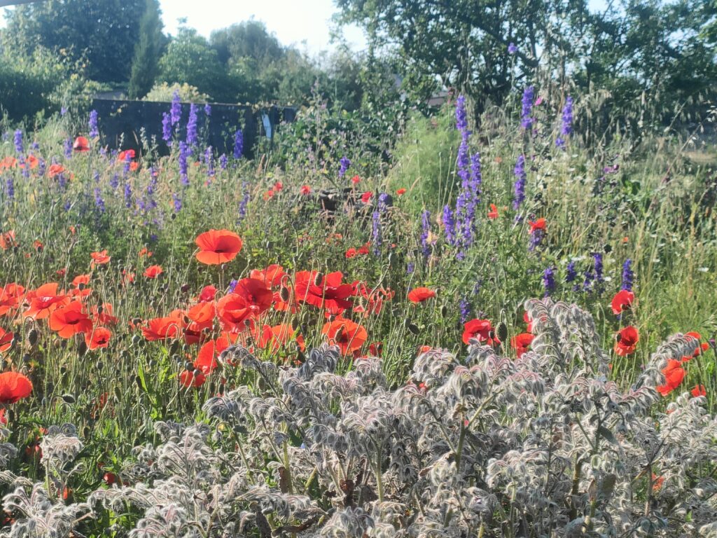 Prairie fleuri chez un particulier - Première année